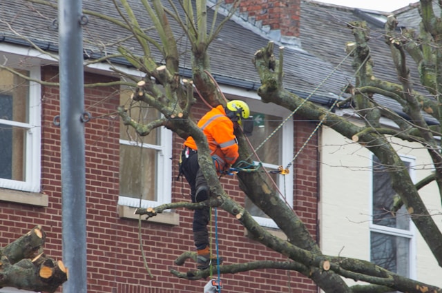 Emergency Tree Service in Rochester NY: Quick Response You Can Count On