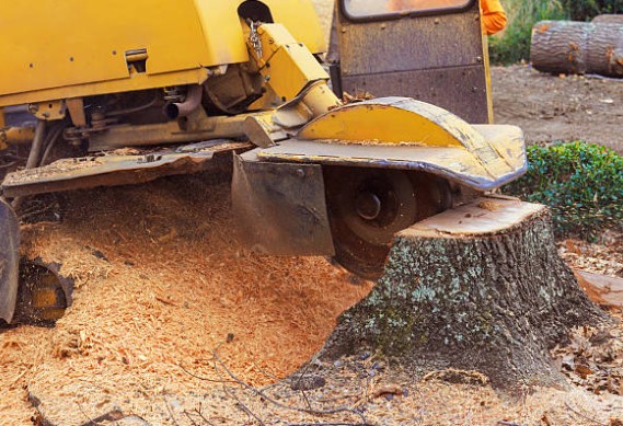 Why DIY Stump Removal Can Be Risky – Hire Rochester Professionals