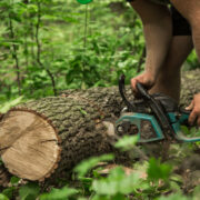Tree Cutting & Removal in Rochester NY