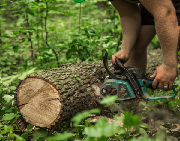 Tree Cutting & Removal in Rochester NY: Licensed & Insured Experts