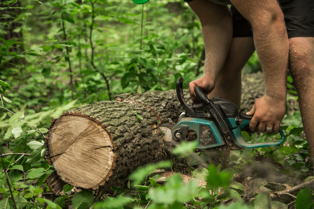 Tree Cutting & Removal in Rochester NY: Licensed & Insured Experts