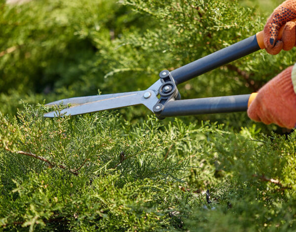 Transform Your Outdoors with Tree Trimming Services Rochester NY