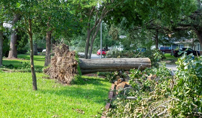Why you should choose the best tree removal company in Rochester