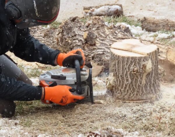 Tree Stump Removal in Rochester: Improve Your Lawn’s Health