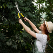 Professional arborists for tree trimming in Rochester NY