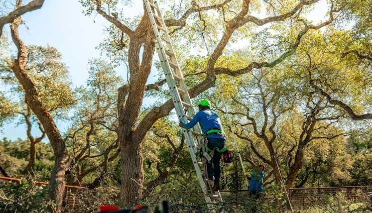 Trusted tree service near me Rochester NY