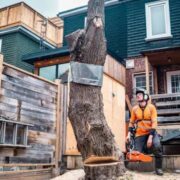 tree removal Rochester