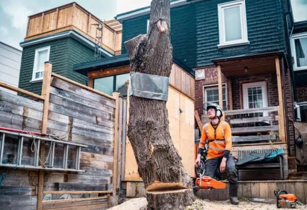 Experienced & Certified Arborists: Trusted Tree Removal Specialists in Rochester