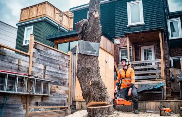 Experienced & Certified Arborists: Trusted Tree Removal Specialists in Rochester