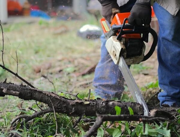 Cost fact tree removal services Rochester NY