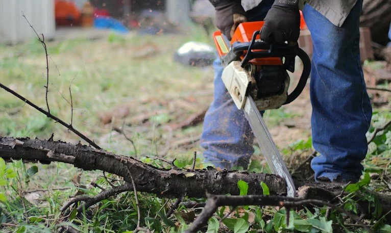 Cost fact tree removal services Rochester NY