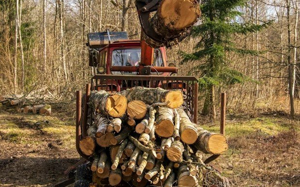 Local Tree Removal Services Rochester NY-Protect Your Property