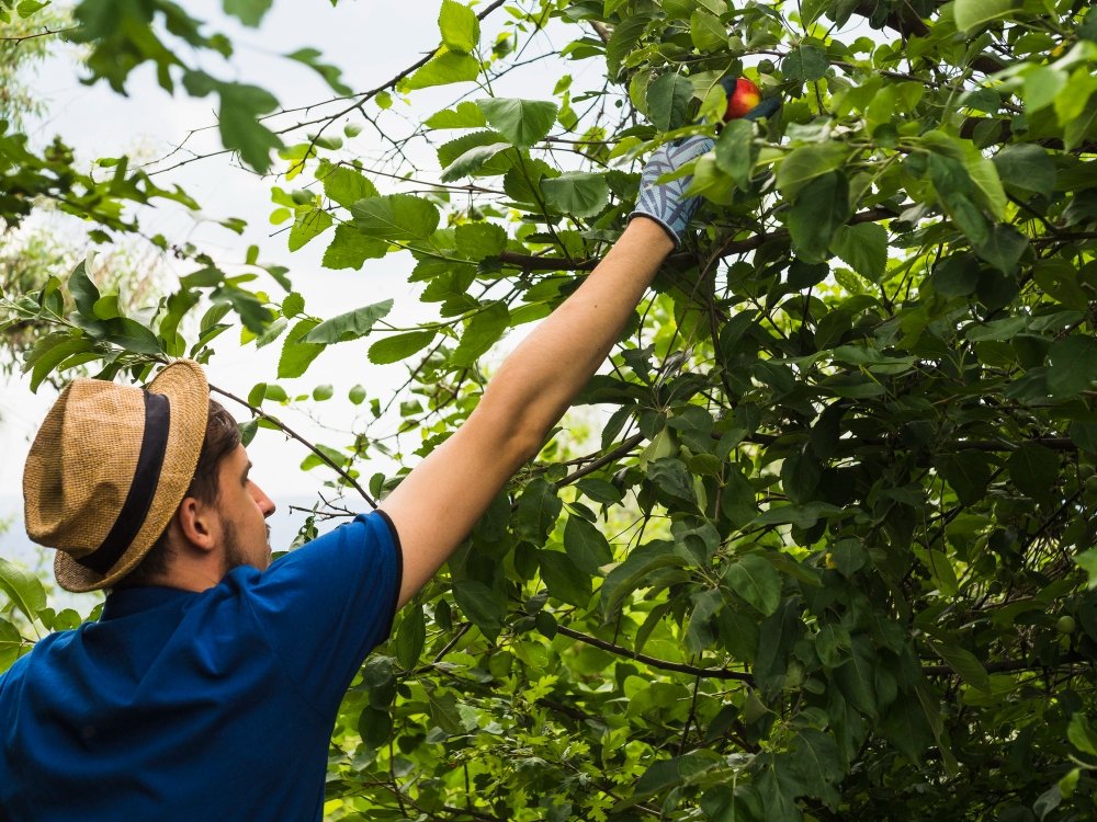 Local Tree Trimming Company Rochester NY