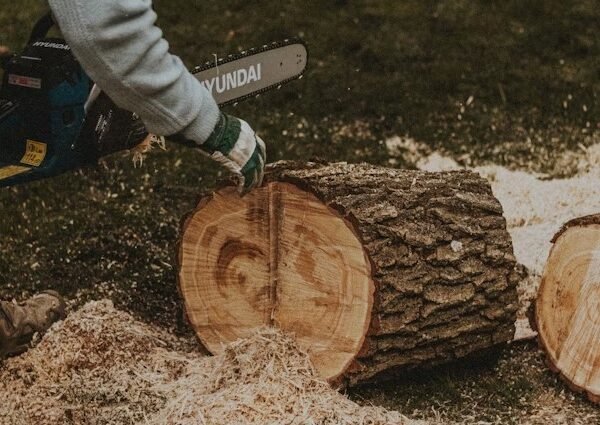 Affordable Stump Grinding Services in Rochester NY: Fast, Reliable, and Budget-Friendly Solutions