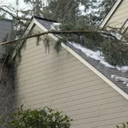 Residential Tree Removal Solutions Rochester