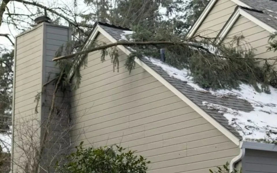 Residential Tree Removal Solutions Rochester