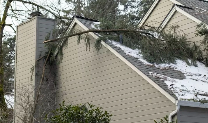 Residential Tree Removal Solutions Rochester for Small & Large Properties