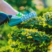 Tree Removal and Lawn Maintenance in Rochester NY