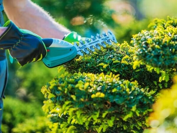 Quality Tree Removal and Lawn Maintenance in Rochester NY