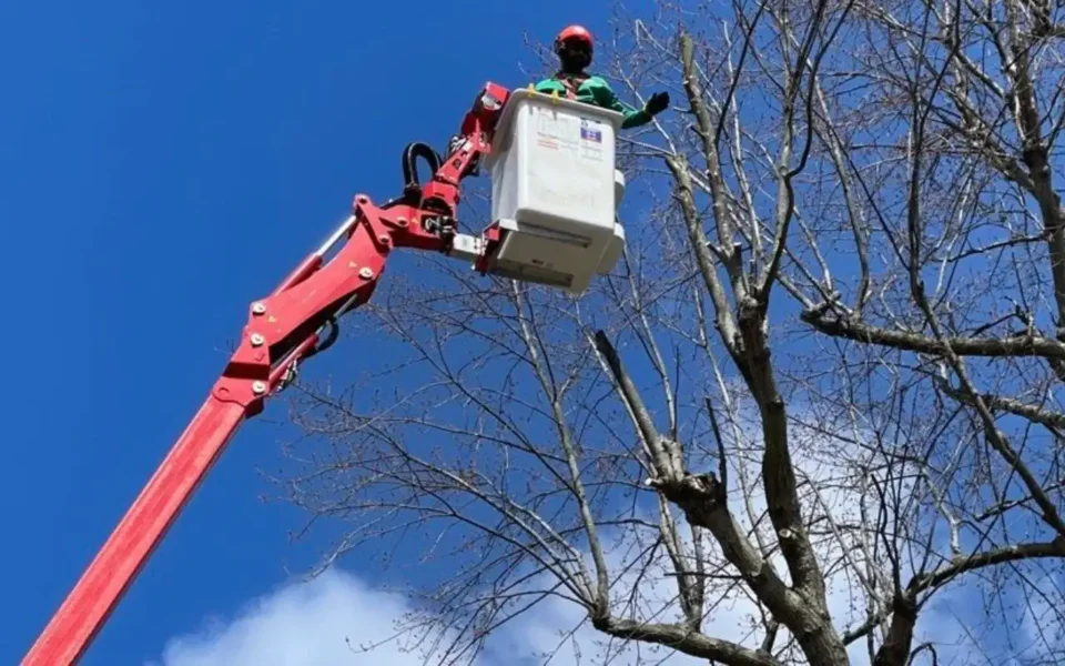 Best Professional Tree Removal Service in Rochester NY – 2023