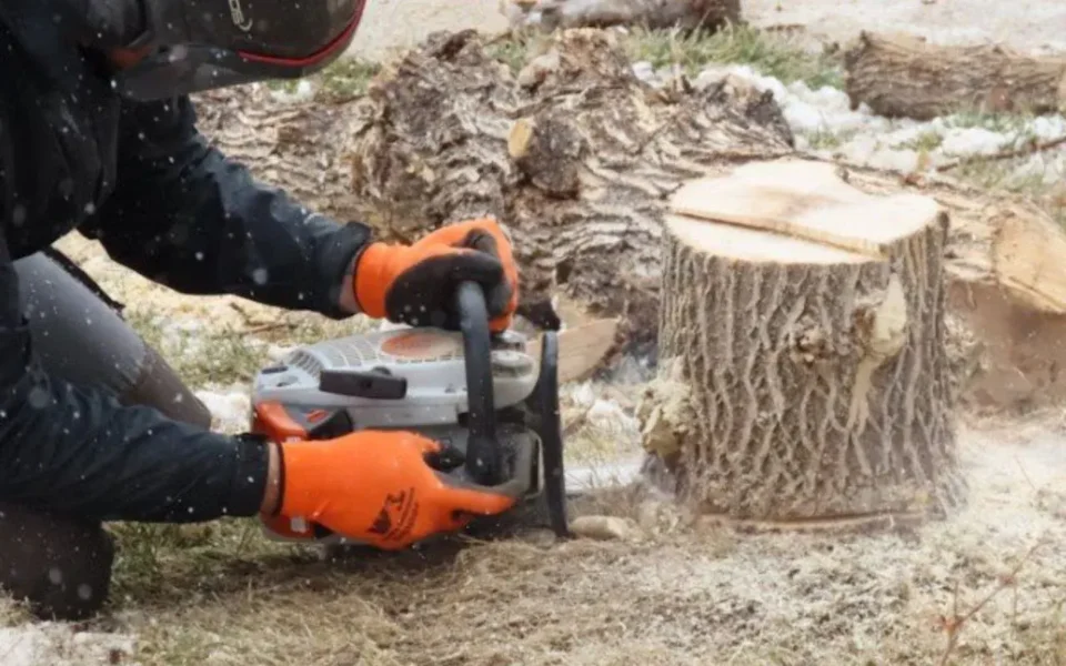 Best Stump Removal Company in Rochester