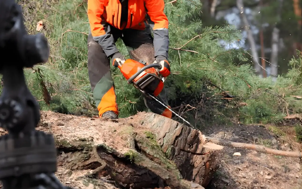 How to Choose the Best Stump Removal Company in Rochester