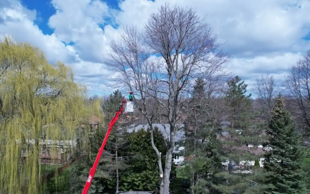 Best Tree Pruning and Trimming Services in Rochester NY -2025