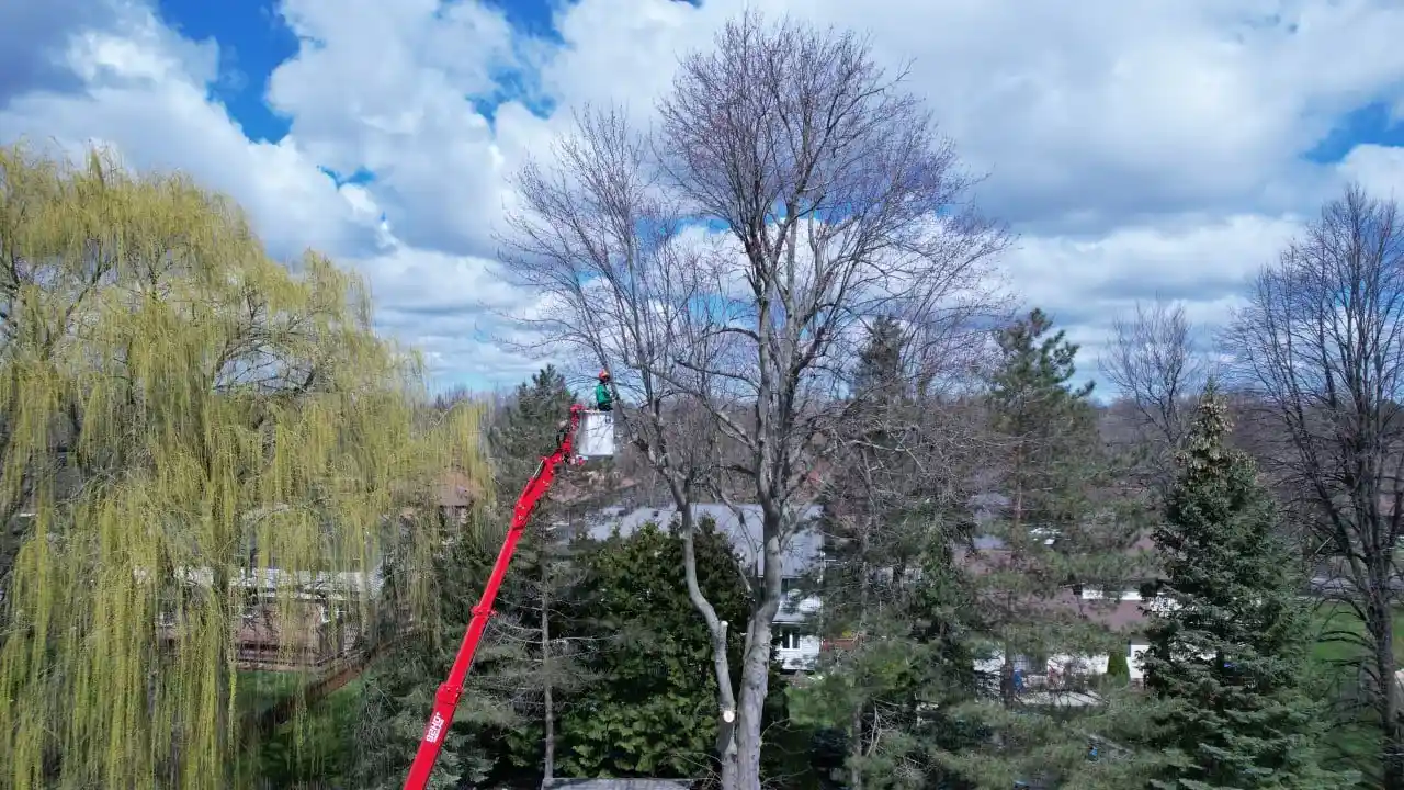 Perks of Finding a Local Tree Service in Rochester NY