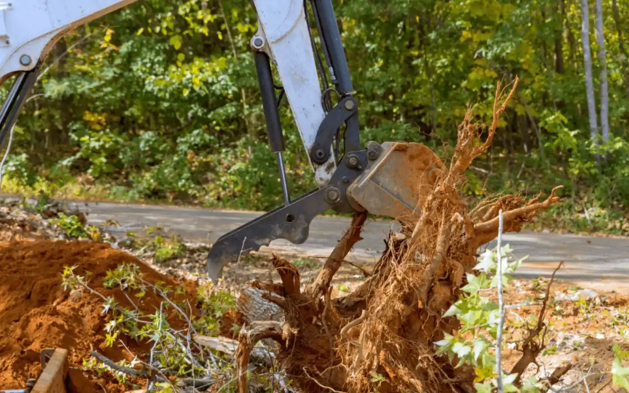Choosing a Reliable Tree Removal Company in Springfield