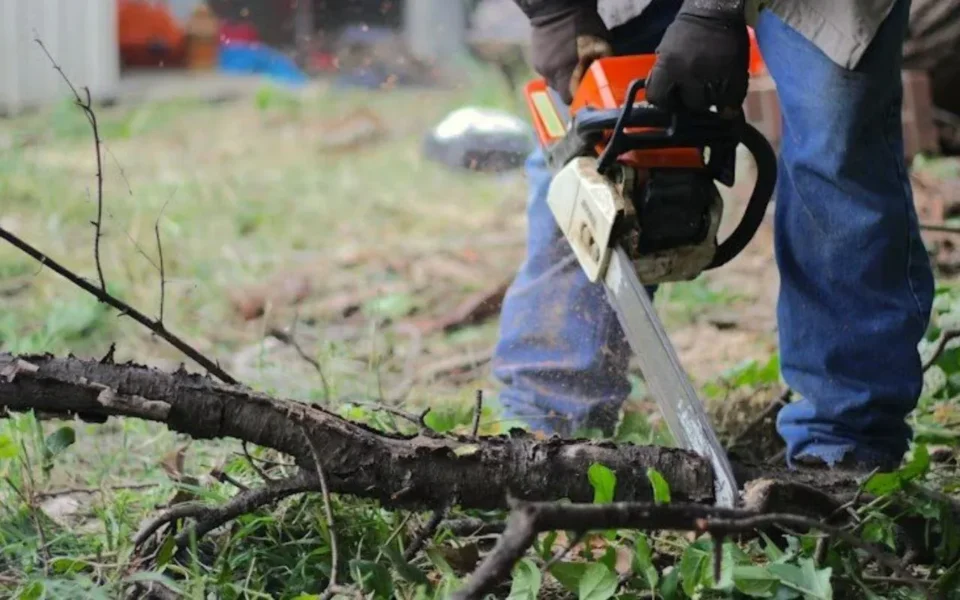 Cost fact tree removal services Rochester NY