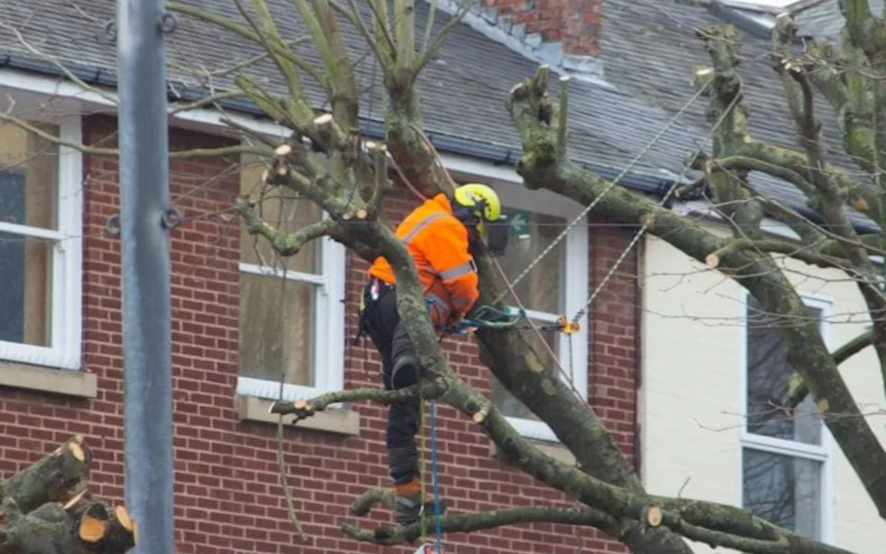 Emergency Tree Service in Rochester NY: Quick Response You Can Count On