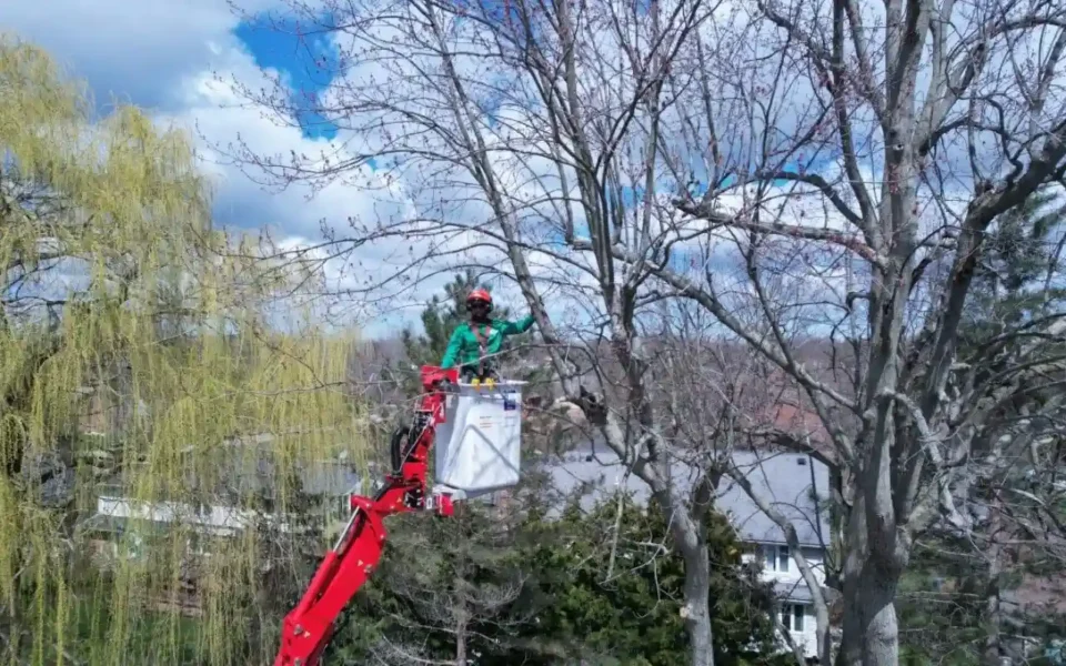 Experienced and Certified Arborist in Rochester, NY