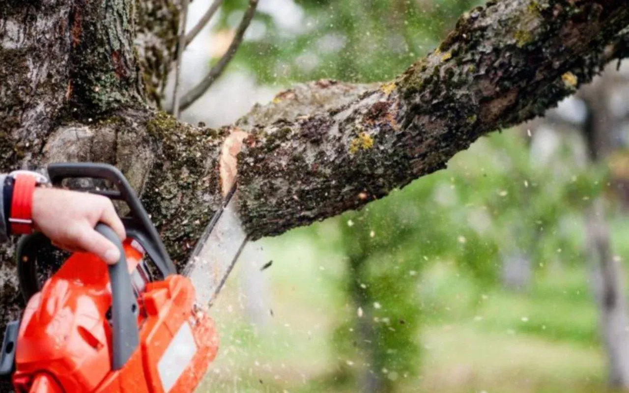 Expert Tree Service and Tree Removals in Rochester, NY