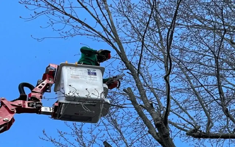 Expert Tree Service by Certified Arborists in Rochester, NY