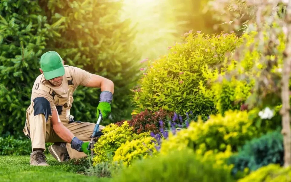 How to Maintain Trees with Trimming & Pruning in Rochester, NY