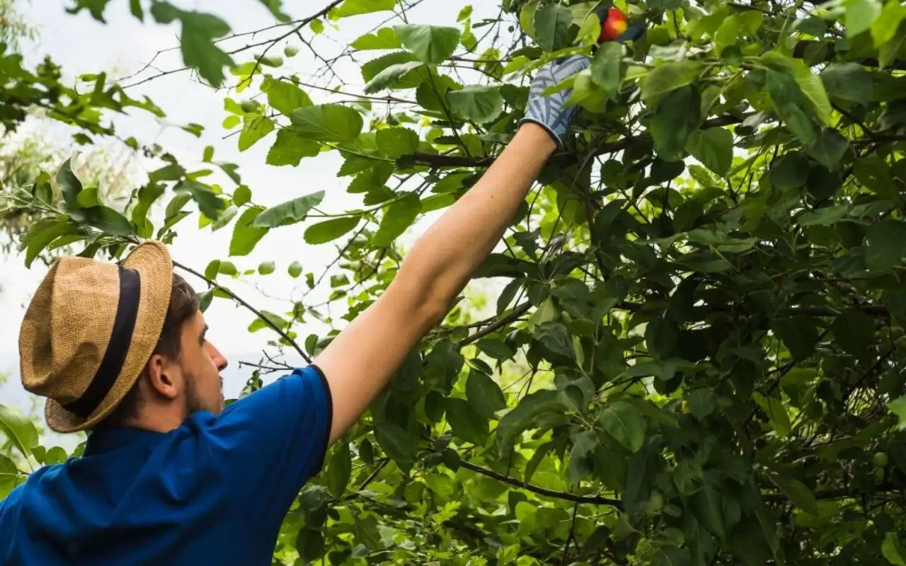 Local Tree Trimming Company Rochester NY