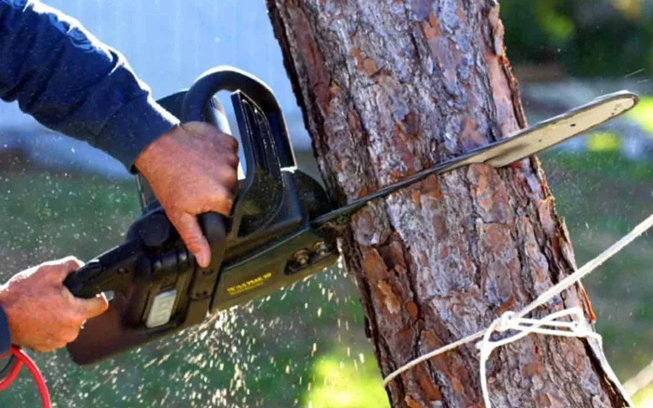 Professional Tree Removal Service in Rochester, NY