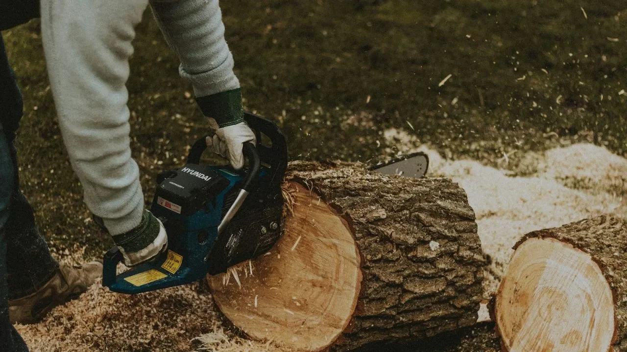 Professional Tree Removal Services Rochester NY