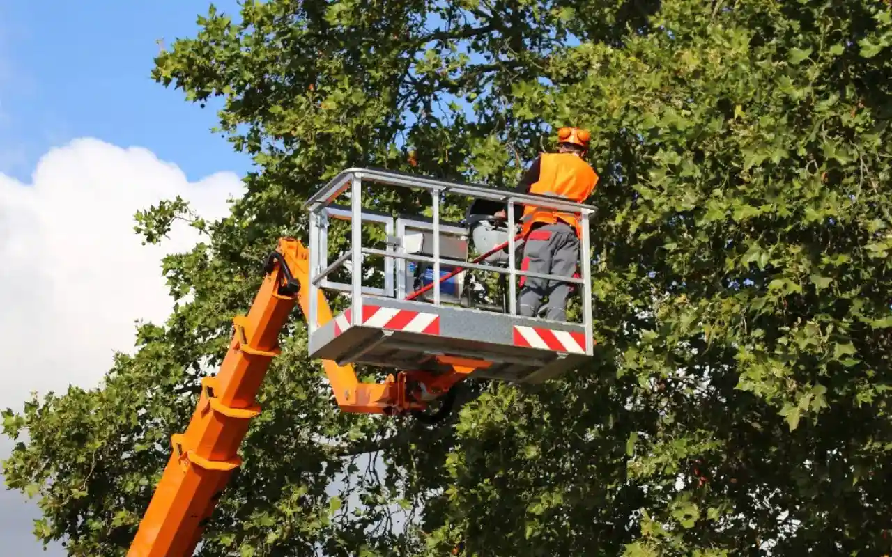 Professional Tree Trimming: What Springfield Homeowners Should Know