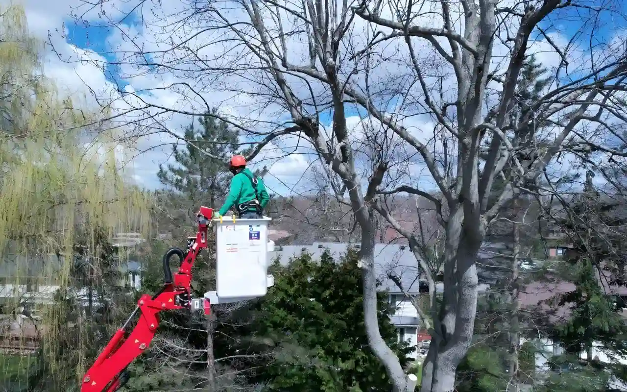 How and where to find emergency tree removal service in Rochester, NY?