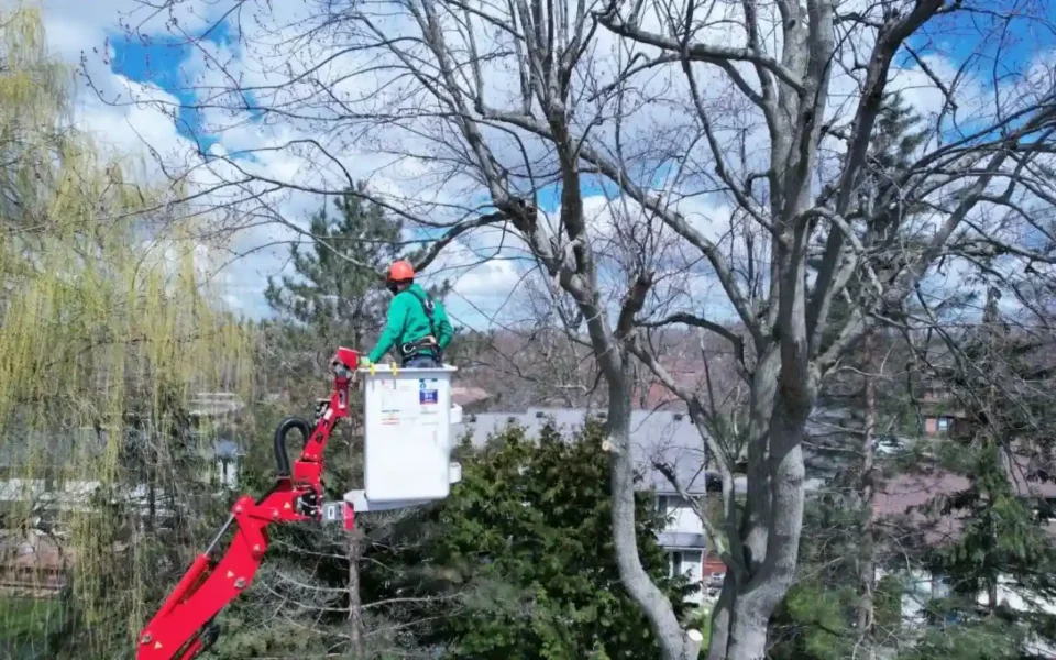 Professional Tree Trimming and Tree Cutting Service in Rochester, NY