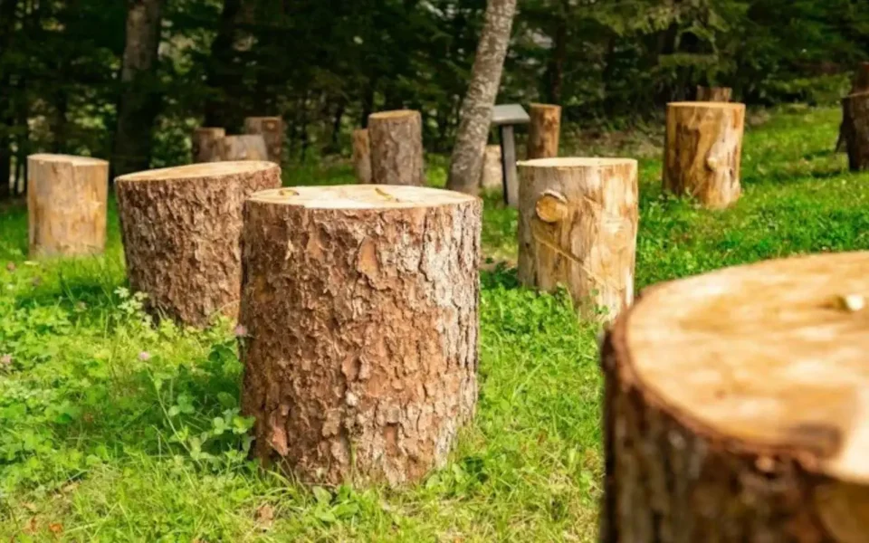 Professional arborists for tree removal in Rochester NY