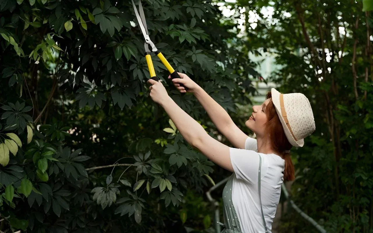 Professional arborists for tree trimming in Rochester NY