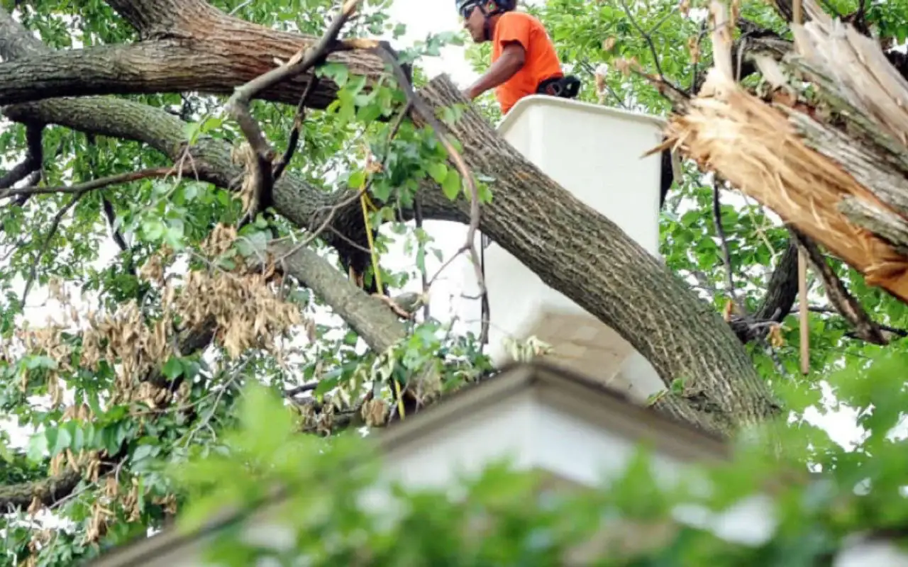 5 Signs Your Tree Needs Professional Attention Before It’s Too Late