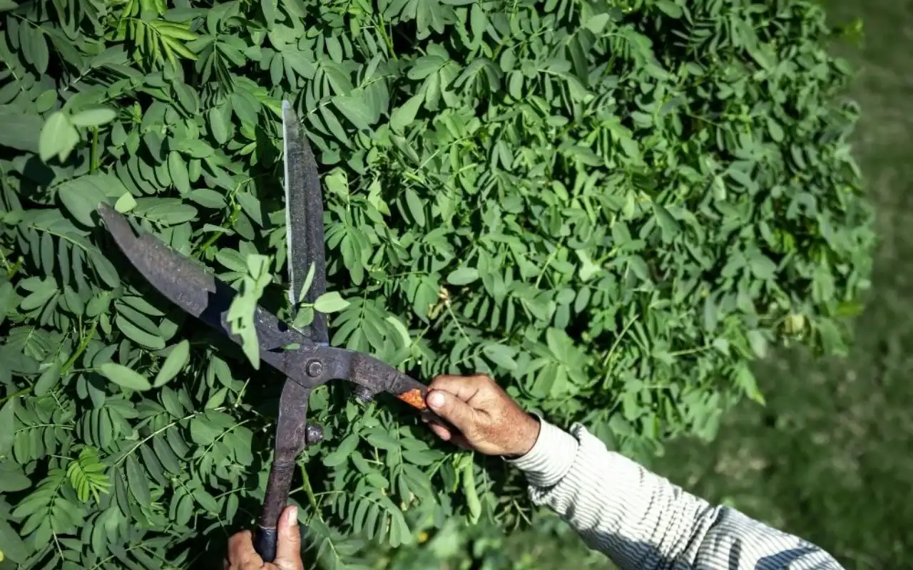 Reliable tree cutting and pruning services in Rochester