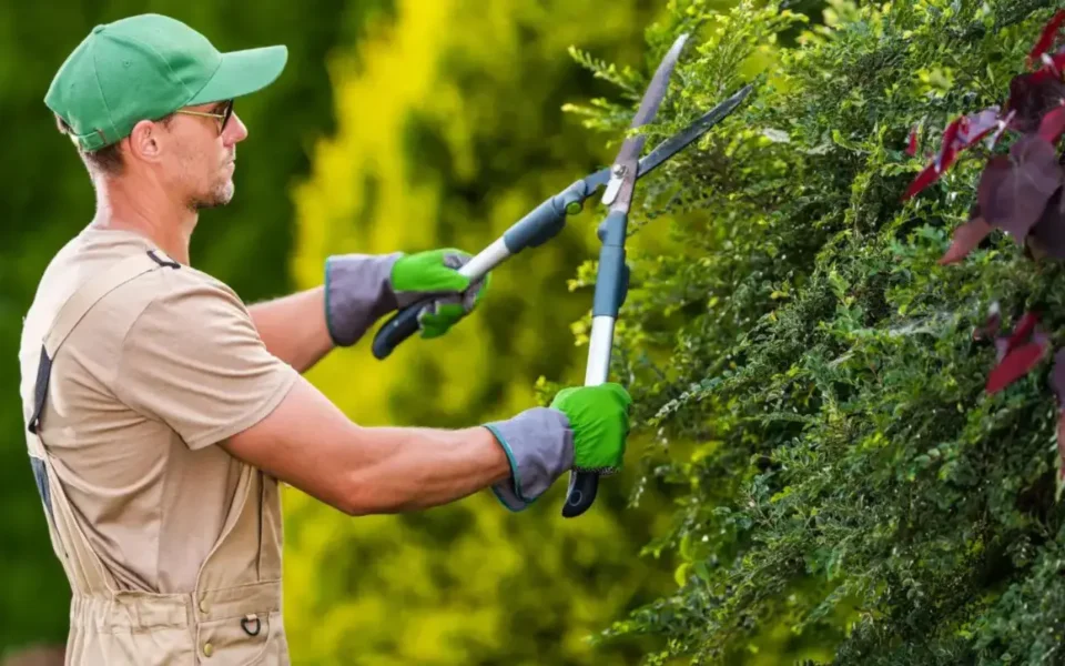DIY vs. Professional Tree Trimming: What Springfield Homeowners Should Know