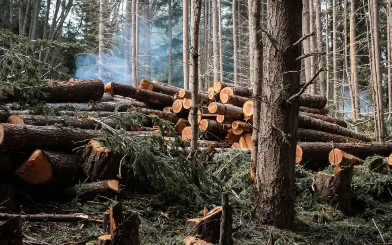 When Is Tree Removal Necessary for Your Springfield Property?