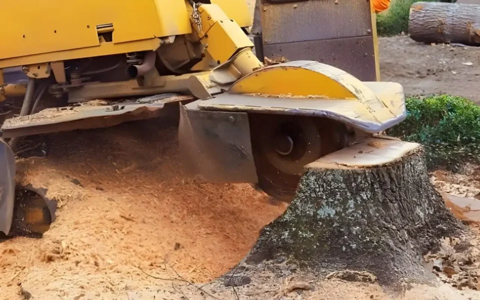 Stump Removal services Rochester NY