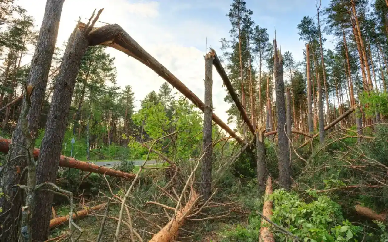 The Tree Removal Process: What Springfield Homeowners Can Expect