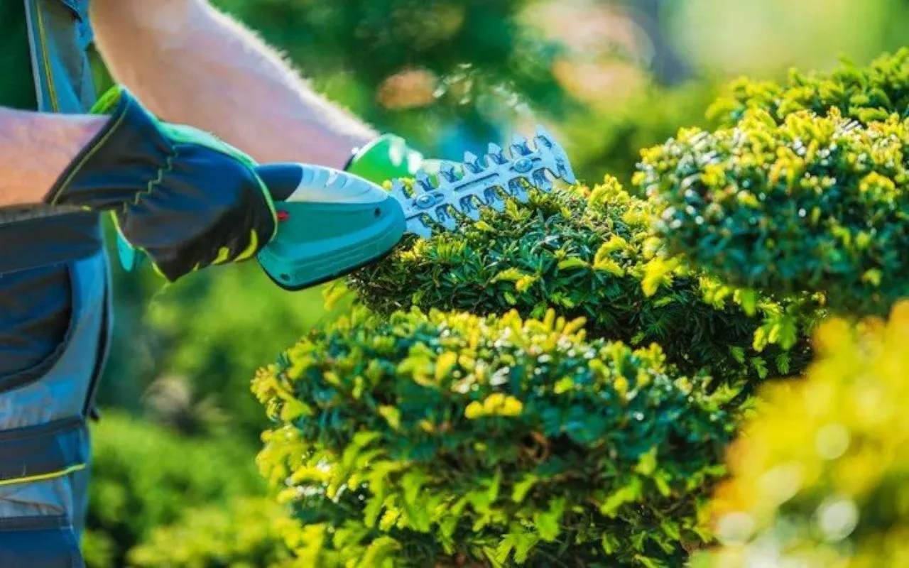 Quality Tree Removal and Lawn Maintenance in Rochester NY